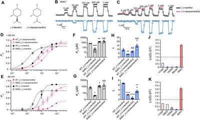 Differential Activation of TRPM8 by the Stereoisomers of Menthol